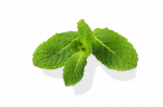 fresh-mint-leaves-isolated@2x